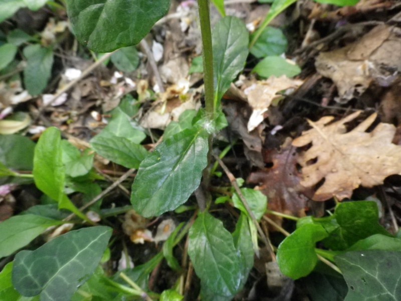 Ajuga reptans